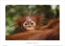monkey-business-anonim-plakat-obraz-70x50cm