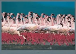 flamingi-pe-kolekcja-plakat-obraz-70x50cm