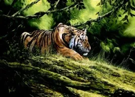tiger-resting-spencer-hodge-plakat-obraz-70x50cm