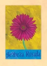 gerbera-rosula-sue-allen-plakat-obraz-50x70cm