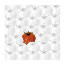 tomatoes-johannes-weber-plakat-obraz-60x60cm