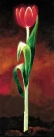 rote-tulpe-karsten-kirchner-plakat-obraz-40x100cm