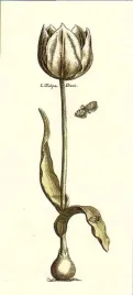 white-tulipa-duris-anonim-plakat-obraz-45x100cm