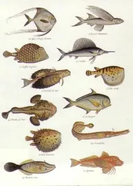 block-de-12-poissons-anonim-plakat-obraz-50x70cm