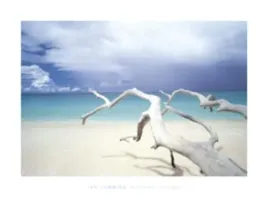 driftwood-antigua-cumming-ian-plakat-obraz-80x60cm