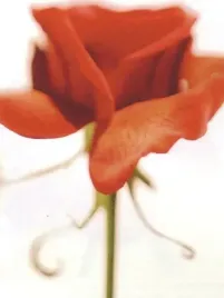 rose-sendi-fellman-plakat-obraz-60x80cm