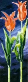 tulpen-duo-in-rot-karsten-kirchner-plakat-obraz-35x100cm