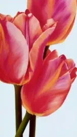 four-tulips-yvonne-poelstra-holzhaus-plakat-obraz-45x80cm