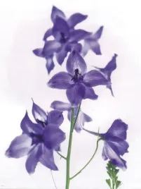 delphinium-sendi-fellman-plakat-obraz-60x80cm