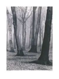 beach-forest-albert-renger-patzsch-plakat-obraz-60x80cm