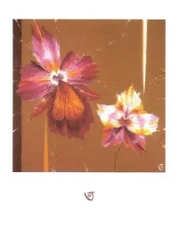 orchids-and-seeds-julia-ogden-plakat-obraz-60x80cm