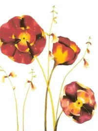 poppies-julia-ogden-plakat-obraz-60x80cm