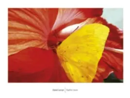 papillon-jaune-david-luczyn-plakat-obraz-80x60cm