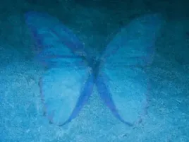 blue-butterfly-louisa-lente-plakat-obraz-80x60cm