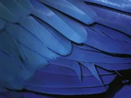feathers-rainer-kiedrowsky-plakat-obraz-80x60cm