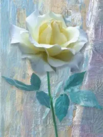 single-white-rose-jan-lens-plakat-obraz-60x80cm