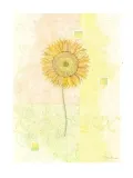sunflower-sanderini-plakat-obraz-60x80cm