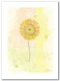 sunflower-sanderini-plakat-obraz-60x80cm-stan-nowy