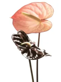 anthurium-ben-davies-plakat-obraz-60x80cm