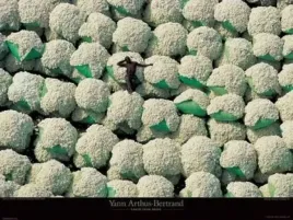 ballots-de-coton-korhogo-yann-arthus-bertrand-plakat-obraz-80x60cm