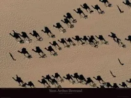 caravanes-de-dromadaires-yann-arthus-bertrand-plakat-obraz-80x60cm