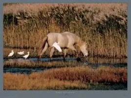 equus-camargue-france-hans-silvester-plakat-obraz-80x60cm