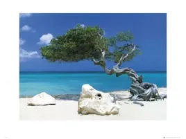 divi-divi-tree-gbeye-collection-plakat-obraz-80x60cm