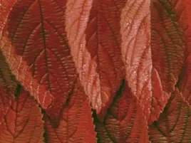 red-leaves-rainer-kiedrowsky-plakat-obraz-80x60cm