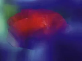 mohn-2-ricarda-grothey-plakat-obraz-80x60cm