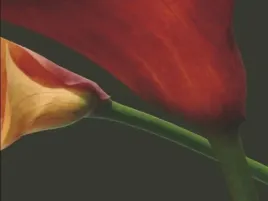 red-lillies-i-jan-lens-plakat-obraz-80x60cm