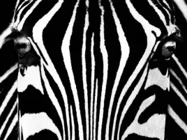 black-and-white-i-rocco-sette-plakat-obraz-80x60cm
