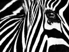 black-white-ii-rocco-sette-plakat-obraz-80x60cm