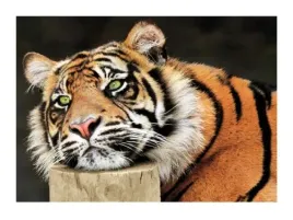 lazy-tiger-tony-wallbank-plakat-obraz-80x60cm