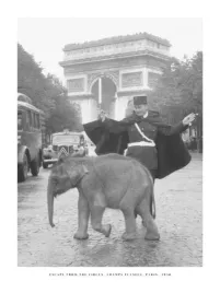 escape-from-the-circus-collection-photography-plakat-obraz-60x80cm