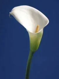 calla-on-blue-ii-alex-sedgwick-plakat-obraz-60x80cm