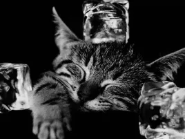 cool-cat-ii-collection-photography-plakat-obraz-80x60cm