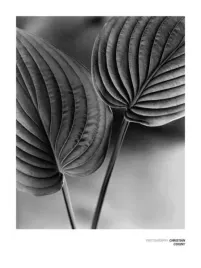 deux-feuilles-christian-coigny-plakat-obraz-60x80cm
