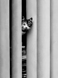 chat-curieux-collection-photography-plakat-obraz-60x80cm
