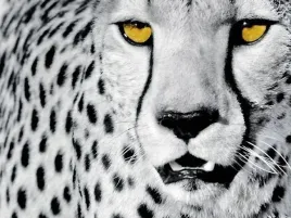 white-cheetah-rocco-sette-plakat-obraz-80x60cm