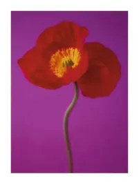 red-poppy-masao-ota-plakat-obraz-60x80cm