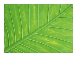 verdant-form-iii-adam-jones-plakat-obraz-80x60cm