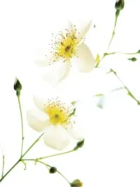 shades-in-nature-bryce-atwell-plakat-obraz-60x80cm