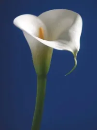 calla-on-blue-i-alex-sedgwick-plakat-obraz-60x80cm