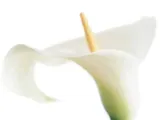 calla-on-white-den-reader-plakat-obraz-80x60cm