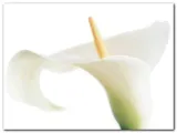 calla-on-white-den-reader-plakat-obraz-80x60cm-stan-nowy