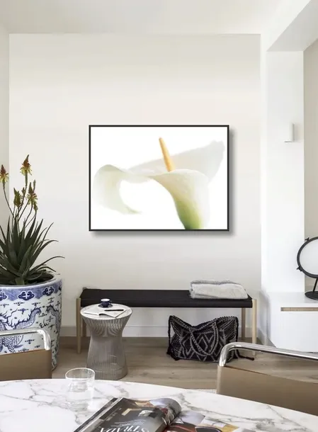 calla-on-white-den-reader-plakat-obraz-80x60cm-tematyka-rosliny