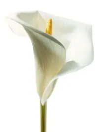 lily-in-bloom-i-collection-photography-plakat-obraz-60x80cm