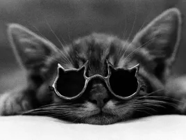 cool-cat-i-collection-photography-plakat-obraz-80x60cm