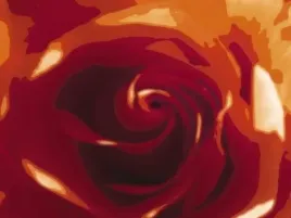 rose-variation-2-tasmin-phoenix-plakat-obraz-80x60cm