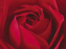 l-important-c-est-la-rose-prisma-plakat-obraz-80x60cm